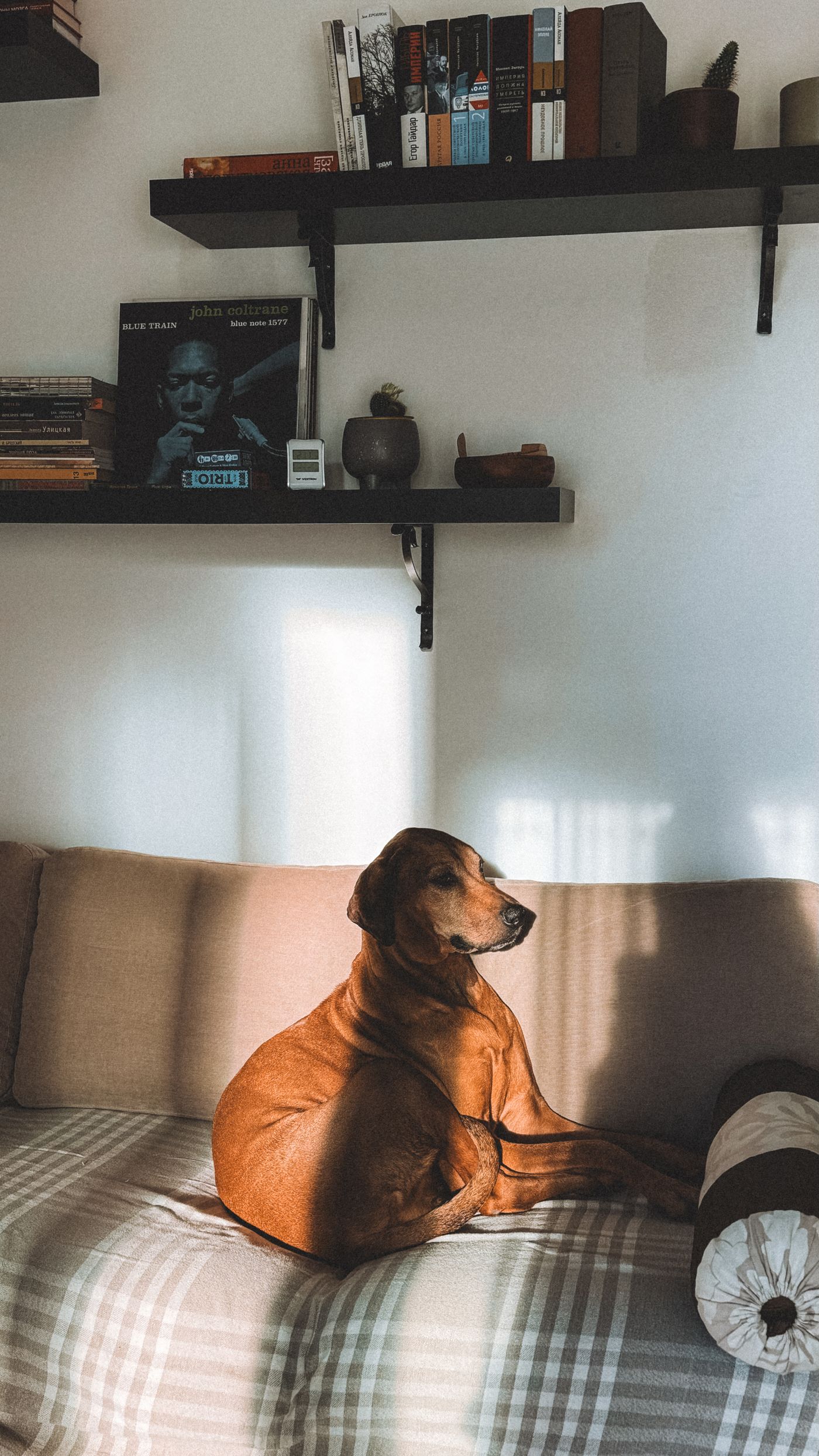 Um cão no sofá